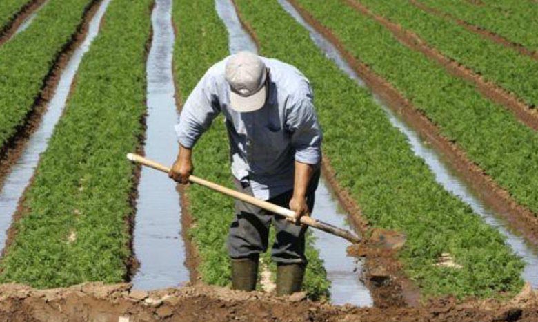 الفلاحة دون امتلاك أرض: حلول وقروض للفلاحين الطموحين