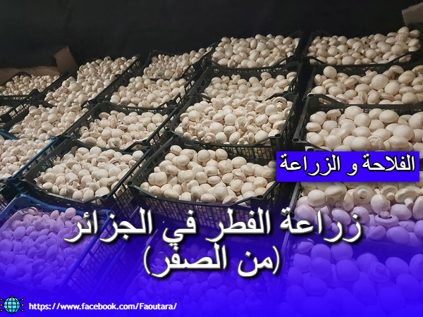 مشروع زراعة الفطر في الجزائر خلال موسم الأمطار (أكتوبر-نوفمبر-ديسمبر)